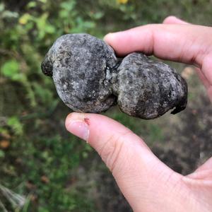 Asiatic Black Truffle