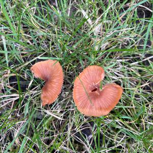 Pungend Cystoderma