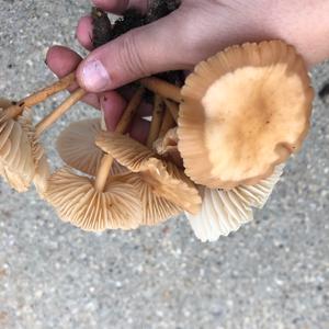 Fairy Ring Mushroom