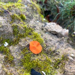 Orange Peel Fungus