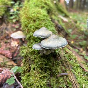 Green Stropharia