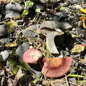 Bare-toothed Russula