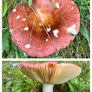 Emetic Russula