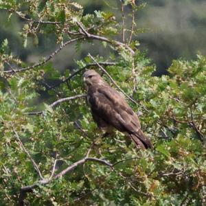 Common Buzzard