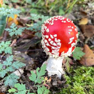 Fly Agaric