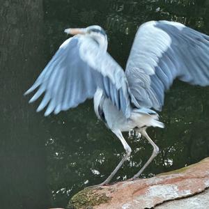 Grey Heron