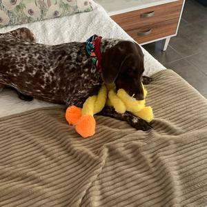 Pointer (German Shorthaired)