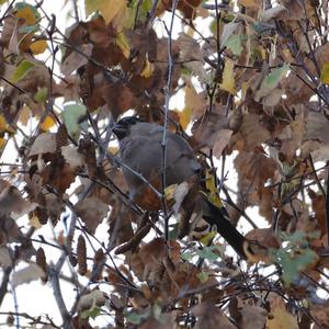 Eurasian Bullfinch