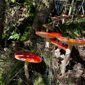 Fly Agaric