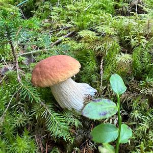 King Bolete