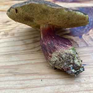 Red-cracked Bolete