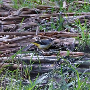 Grey Wagtail