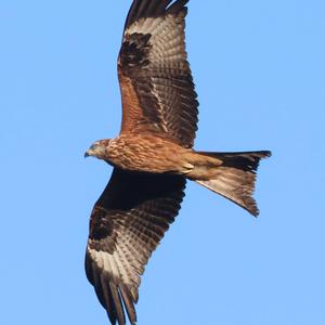 Red Kite