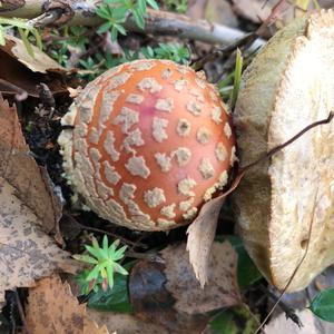 Fly Agaric