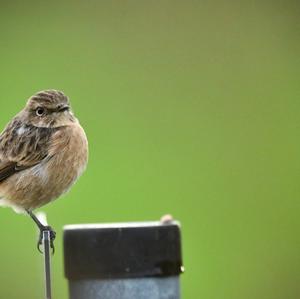 European stonechat