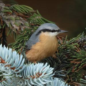 Wood Nuthatch