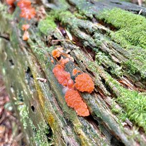 Clustered Coral