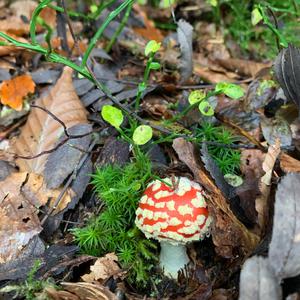 Fly Agaric