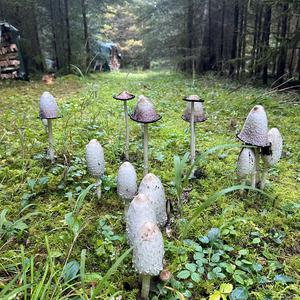 Shaggy Mane