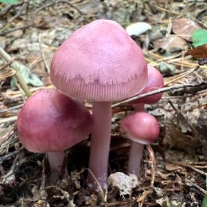 Pink Mycena