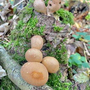 Scaly Earthball