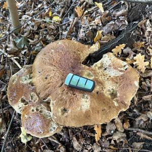 King Bolete