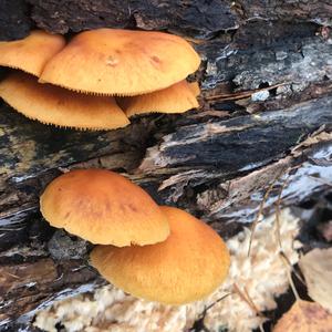 Golden False Pholiota