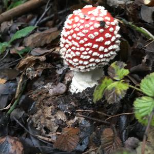 Fly Agaric