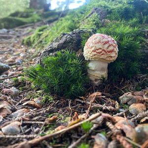 Fly Agaric