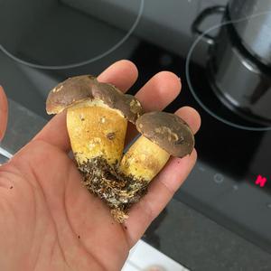 Bay Bolete