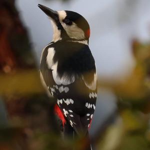 Great Spotted Woodpecker