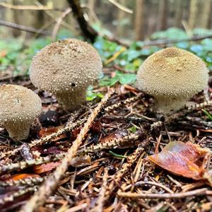 Gem-studded Puffball