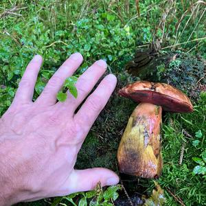 Dotted-stem Bolete