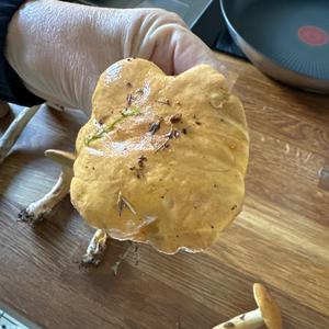 Jersey Cow Bolete