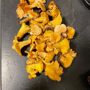 Chanterelle, Common