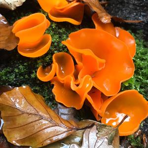 Orange Peel Fungus