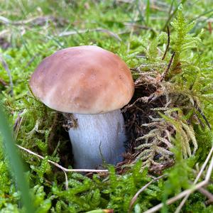 King Bolete