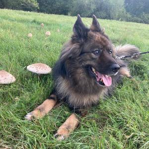 Parasol Mushroom