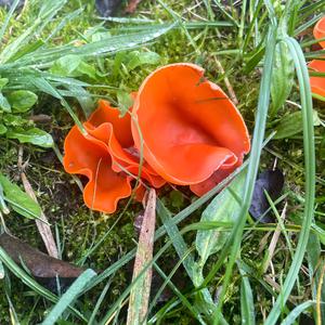 Orange Peel Fungus