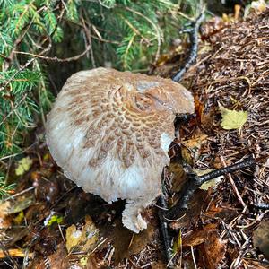 Parasol Mushroom