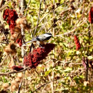 Black-capped Chickadee