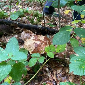 King Bolete