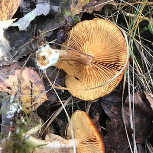 Golden False Pholiota