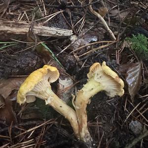 Chanterelle, Common