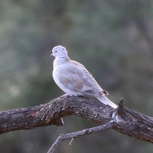 Eurasian Collared-dove