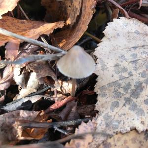 Non-inky Coprinus