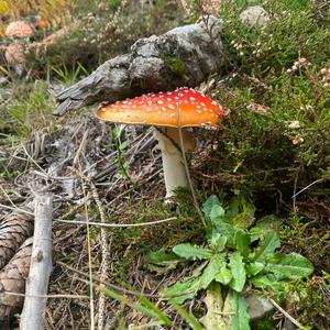 Fly Agaric