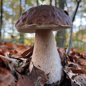 King Bolete