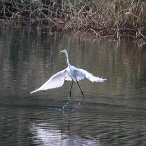 Great Egret