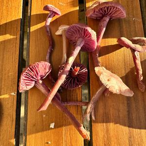 Amethyst Deceiver